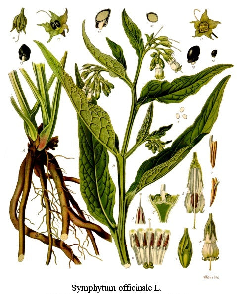 Comfrey leaf cut & sifted, wild crafted