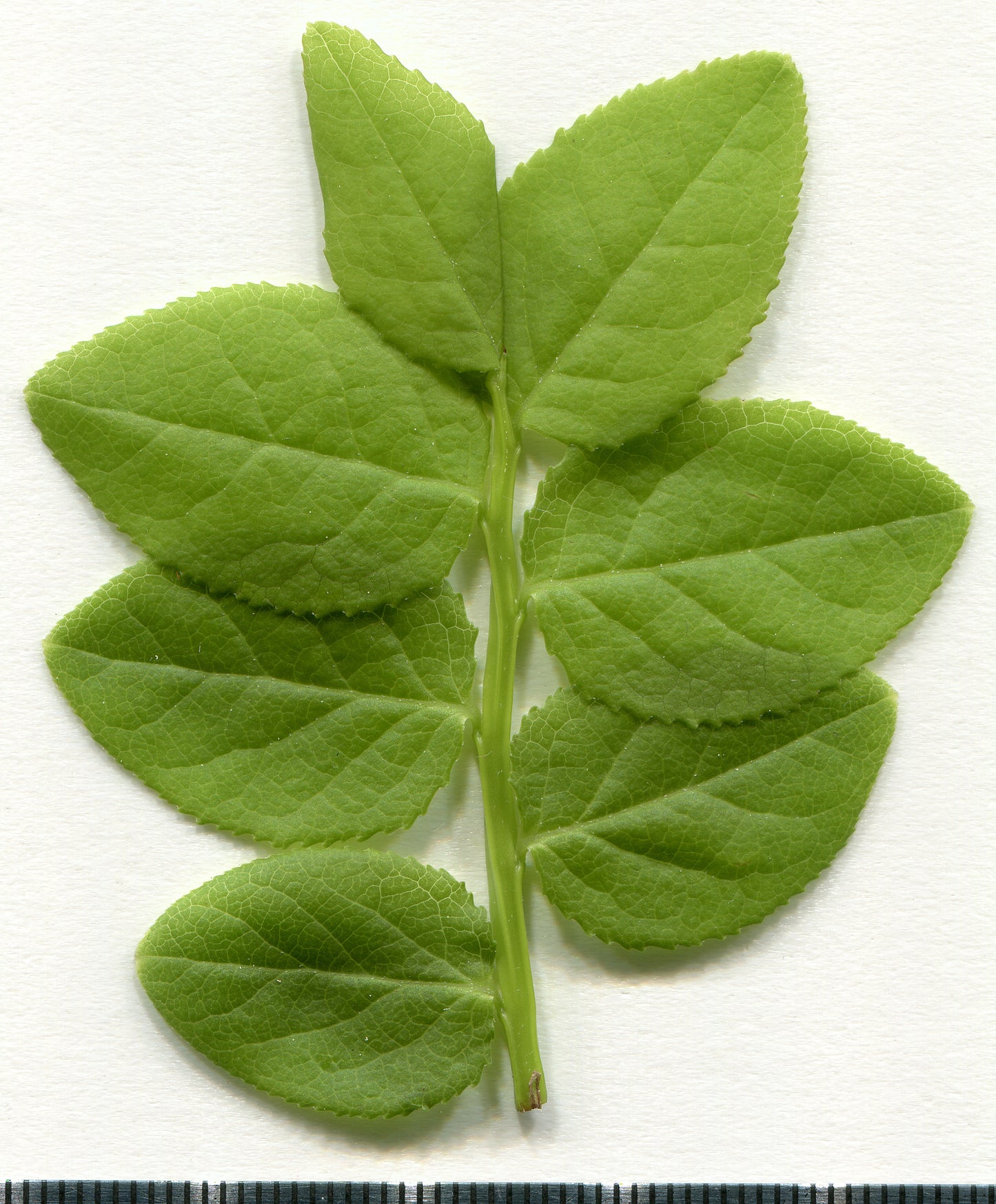 Bilberry Leaf Cut & Sifted, Wild Crafted
