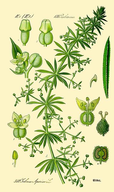 Cleavers Herb Powder