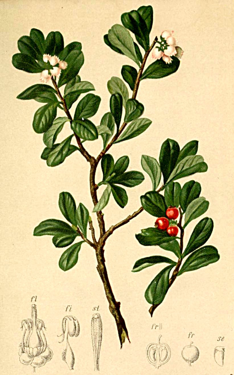 Uva Ursi leaf, whole wild crafted