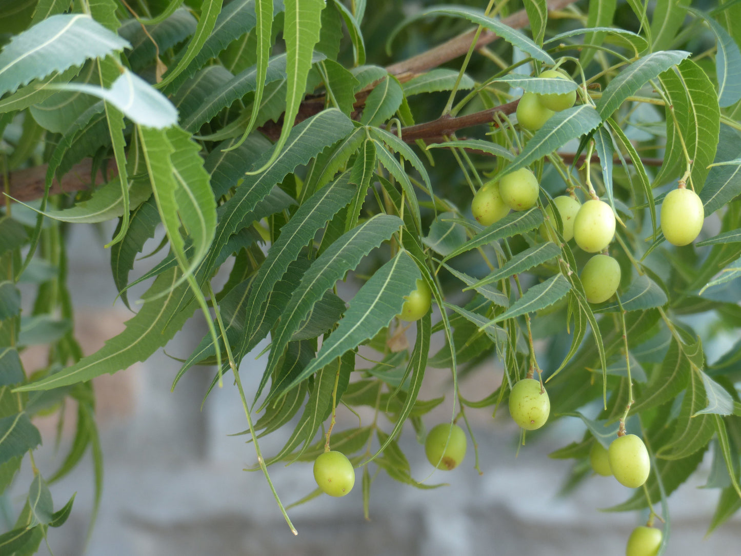 Neem Leaf Powder