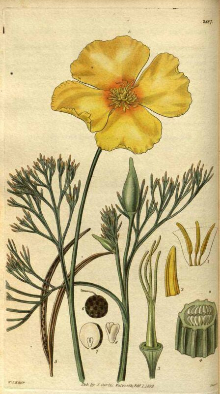 California Poppy Plant and Root Cut