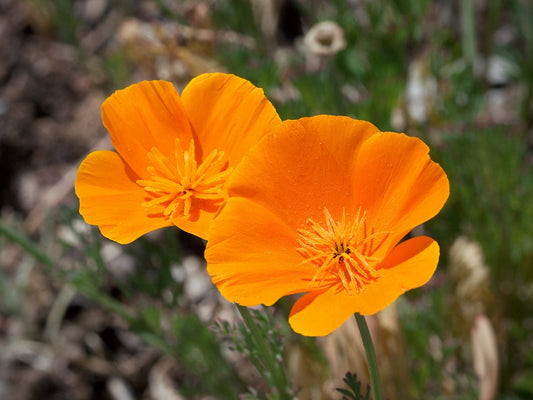 California Poppy Plant and Root Cut