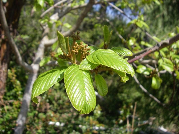 Cascara Sagrada Bark Powder Wild Crafted
