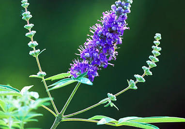 Chaste Tree Berries whole organic