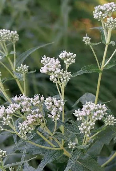 Common Boneset Herb Cut and Sifted Wild Harvested