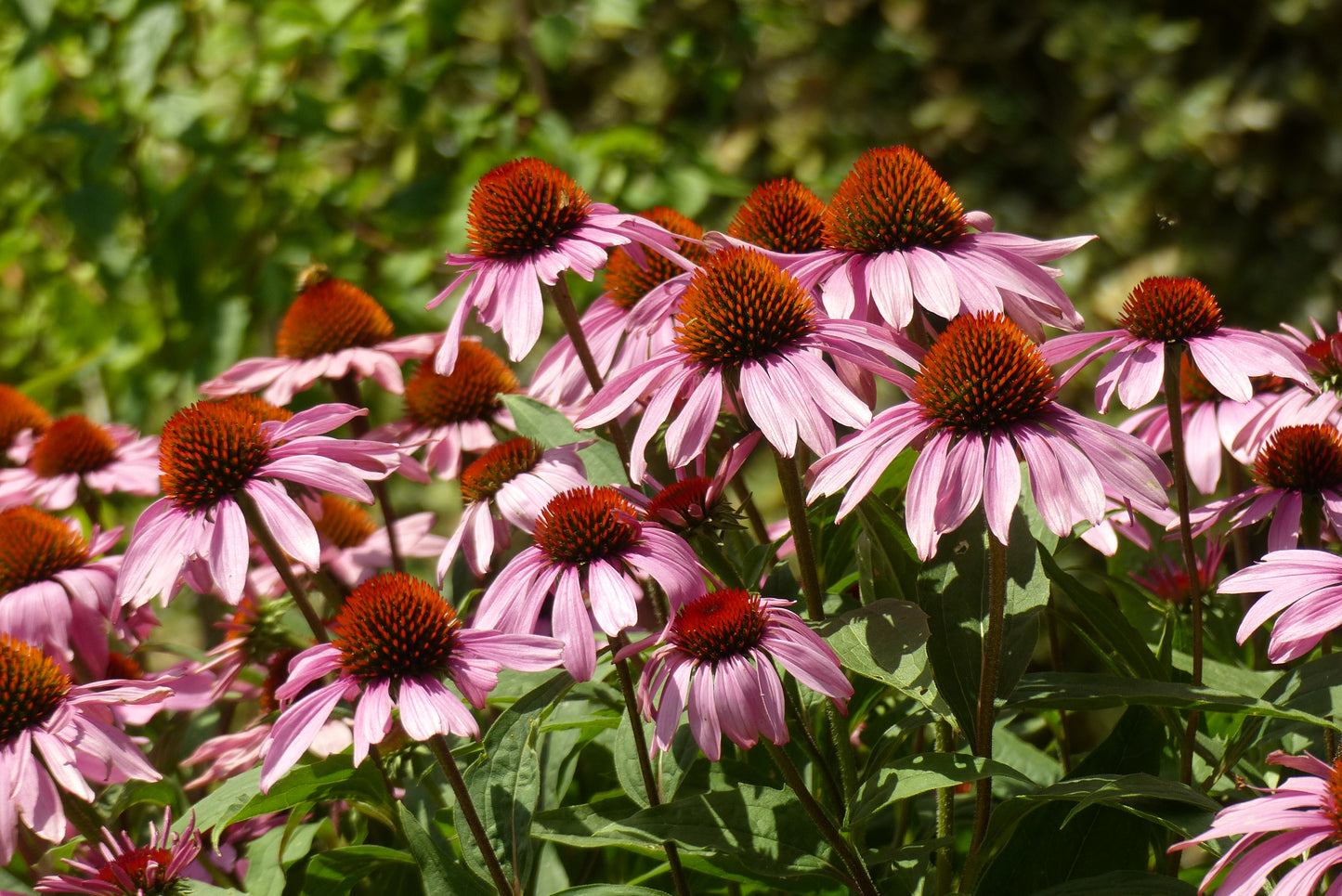 Echinacea cut & sifted Wild crafted
