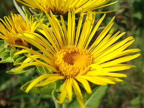 Elecampane Root Powder