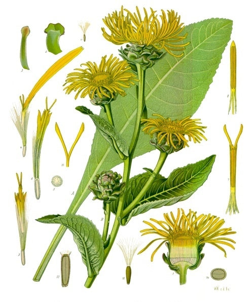 Elecampane Root Powder