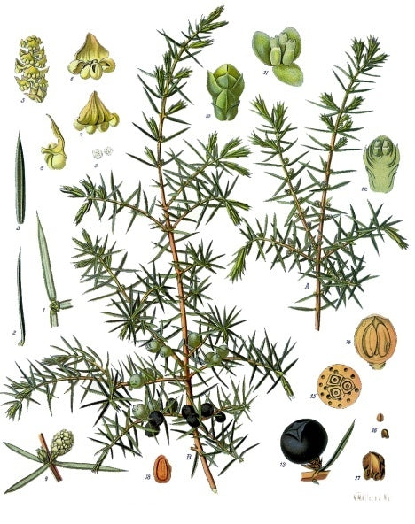 Juniper Berries, European Wild Harvest, Organic