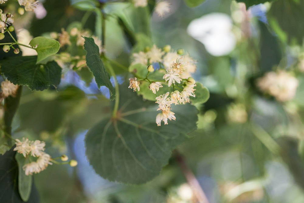 Linden Leaf And Flower Cut and Sifted