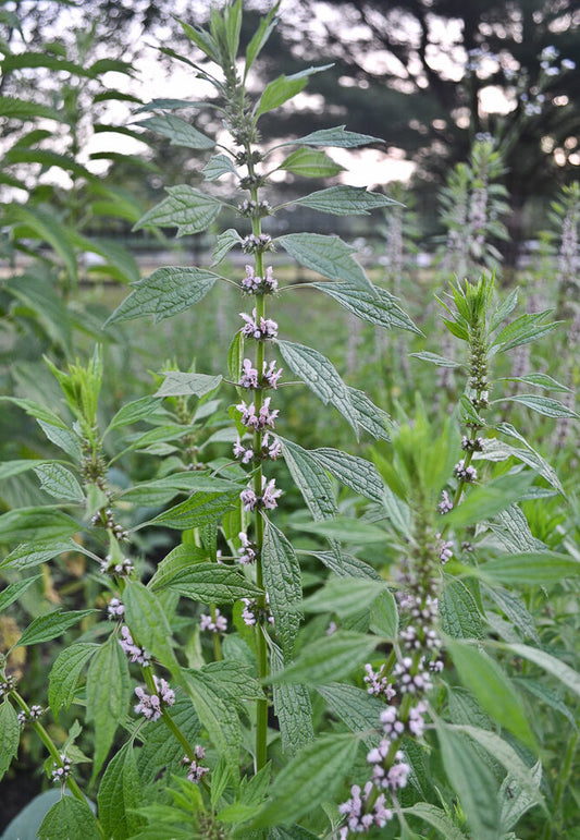 Motherwort Herb Cut and Sifted Wild Crafted