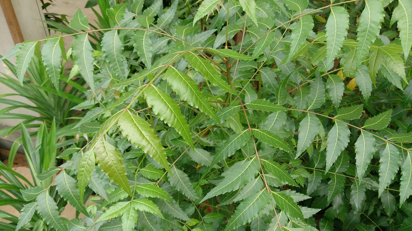 Neem Leaf Powder