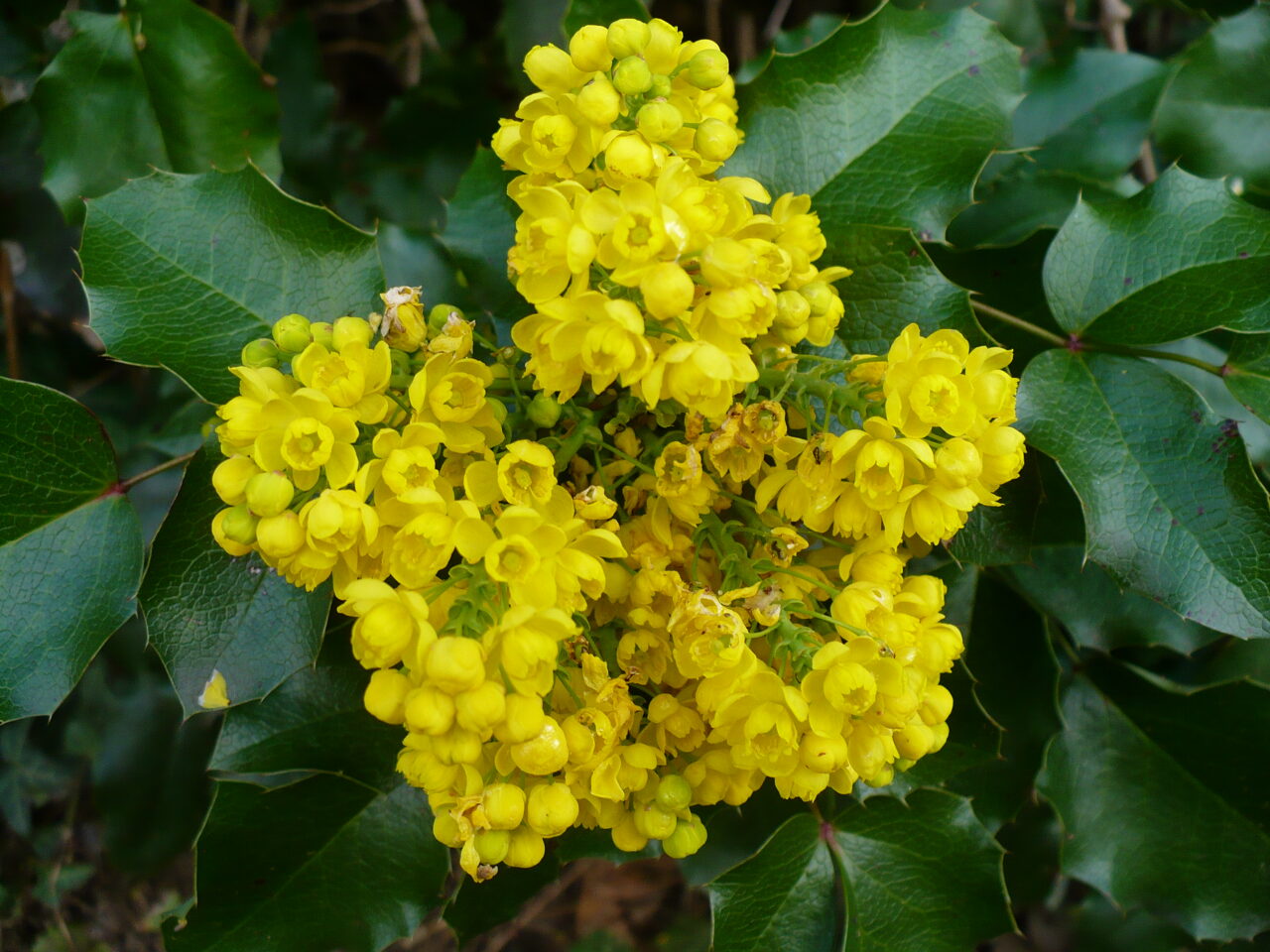 Oregon Grape Root Wild Crafted