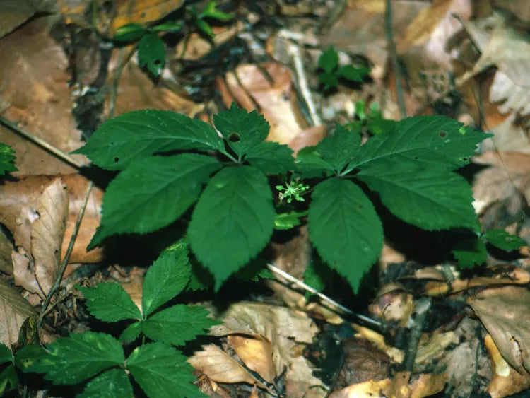 Ginseng (American) Powder
