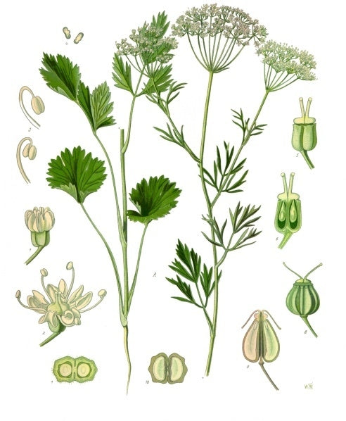 Anise Seed Whole