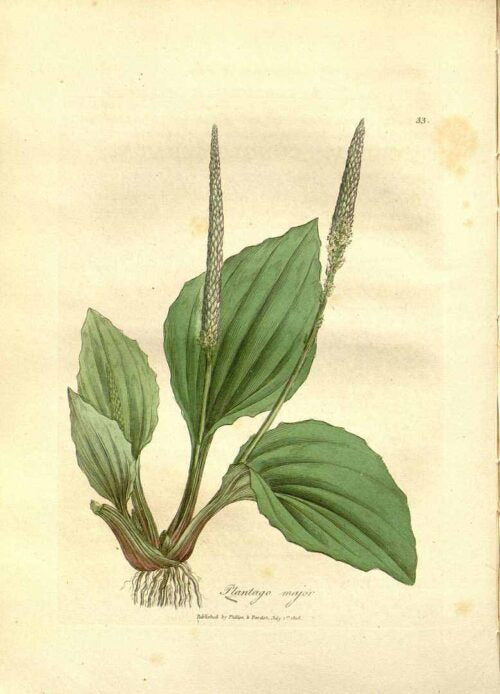 Plantain Leaf Organic Cut and Sifted