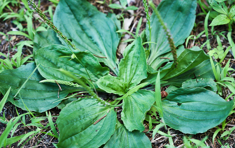 Plantain Leaf Organic Cut and Sifted