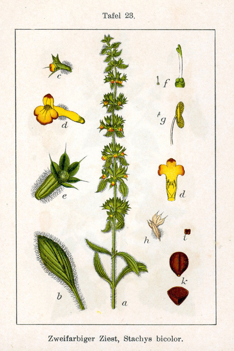 Shepard's High Mountain Tea