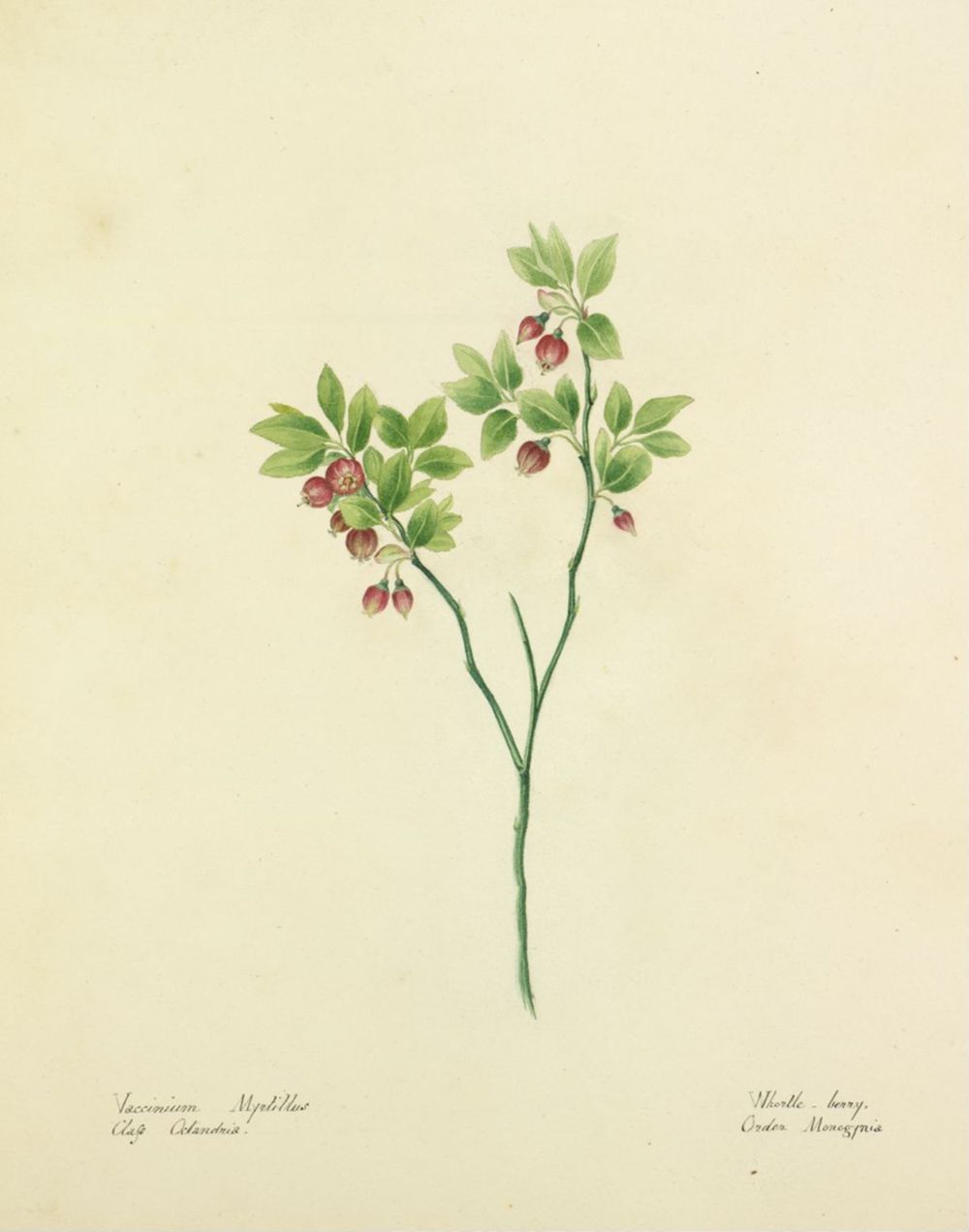 Bilberry Leaf Cut & Sifted, Wild Crafted