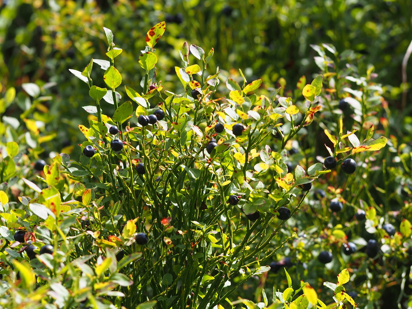 Bilberry Leaf Cut & Sifted, Wild Crafted