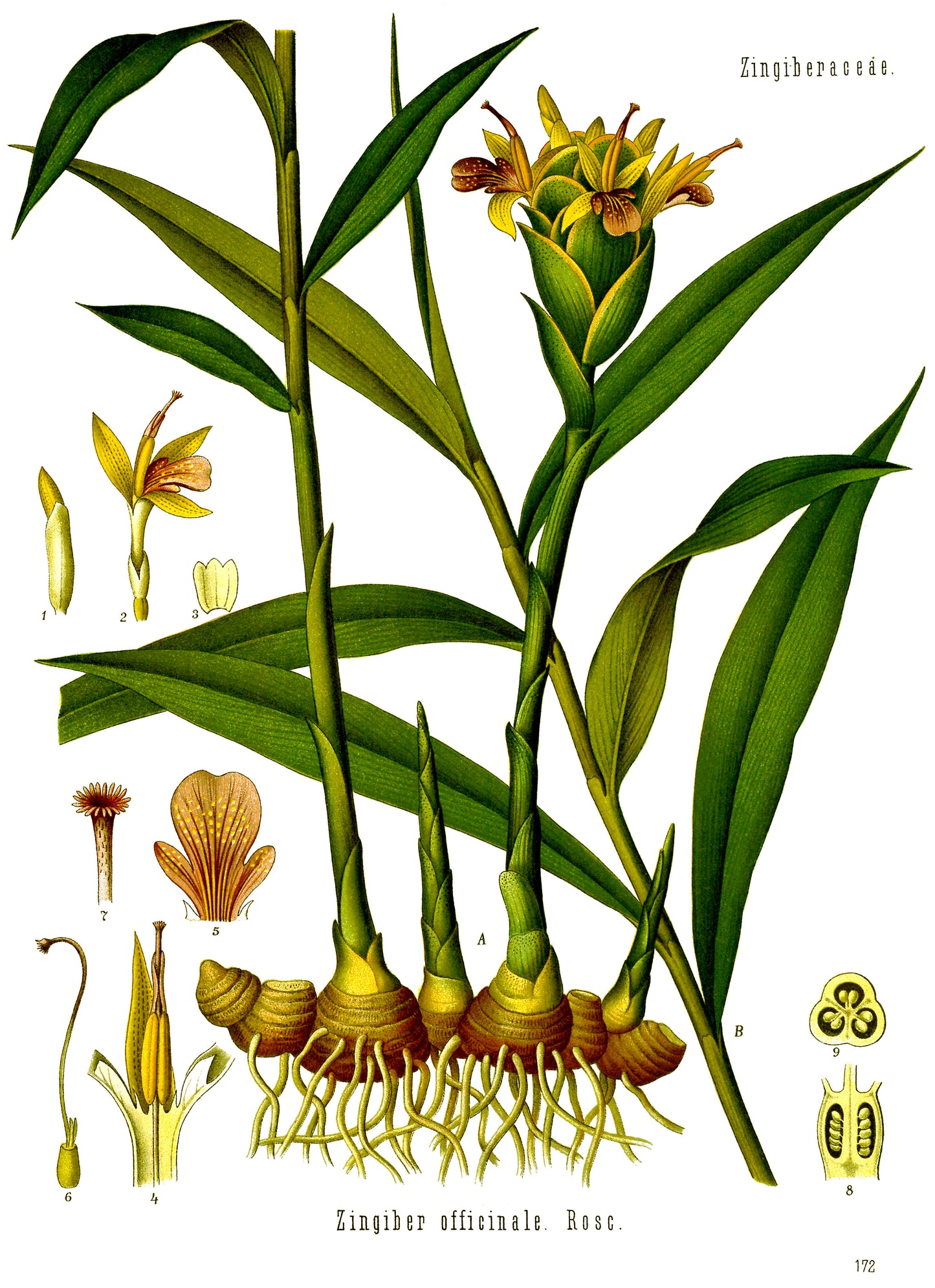 Ginger Root Powder