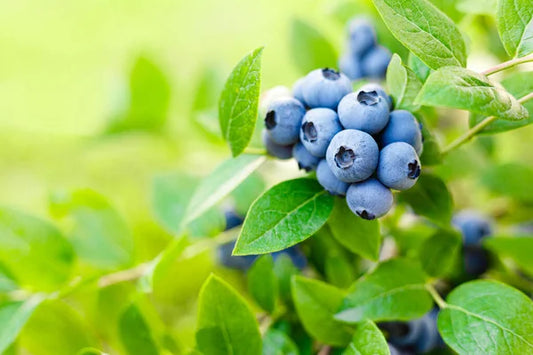 Wild Blueberry loose leaf Tea