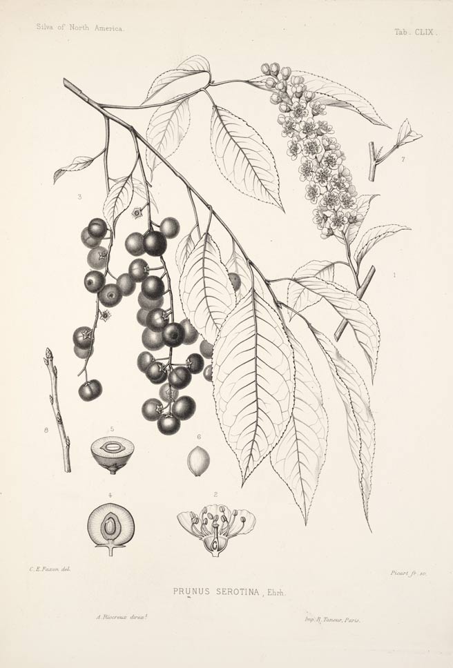 wild cherry bark cut & sifted