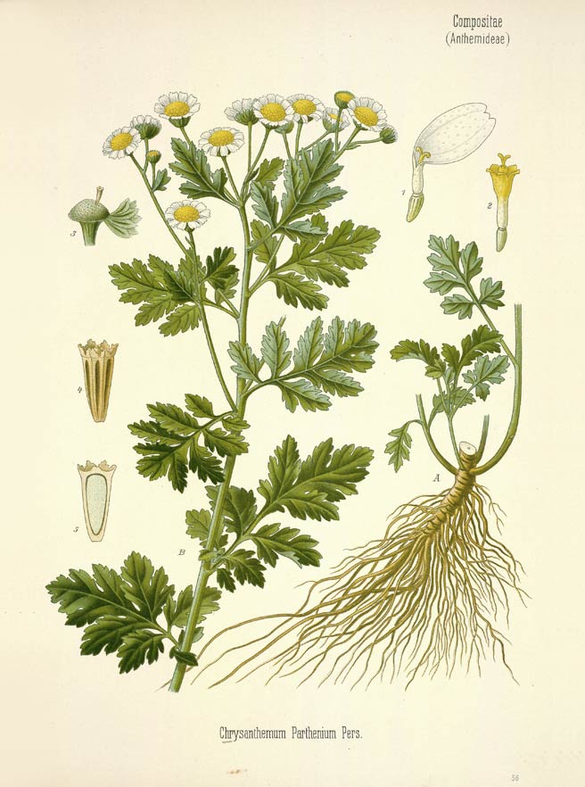 Feverfew herb powder