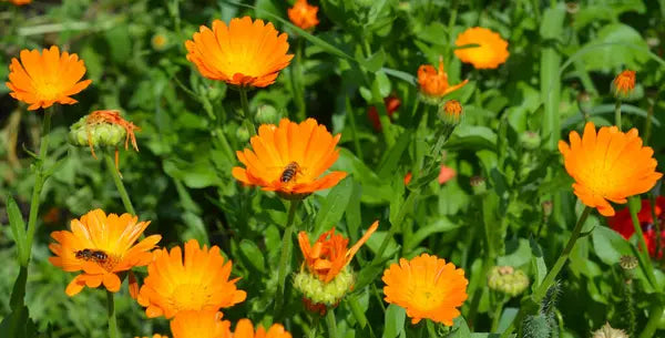 Calendula (Marigold) powder