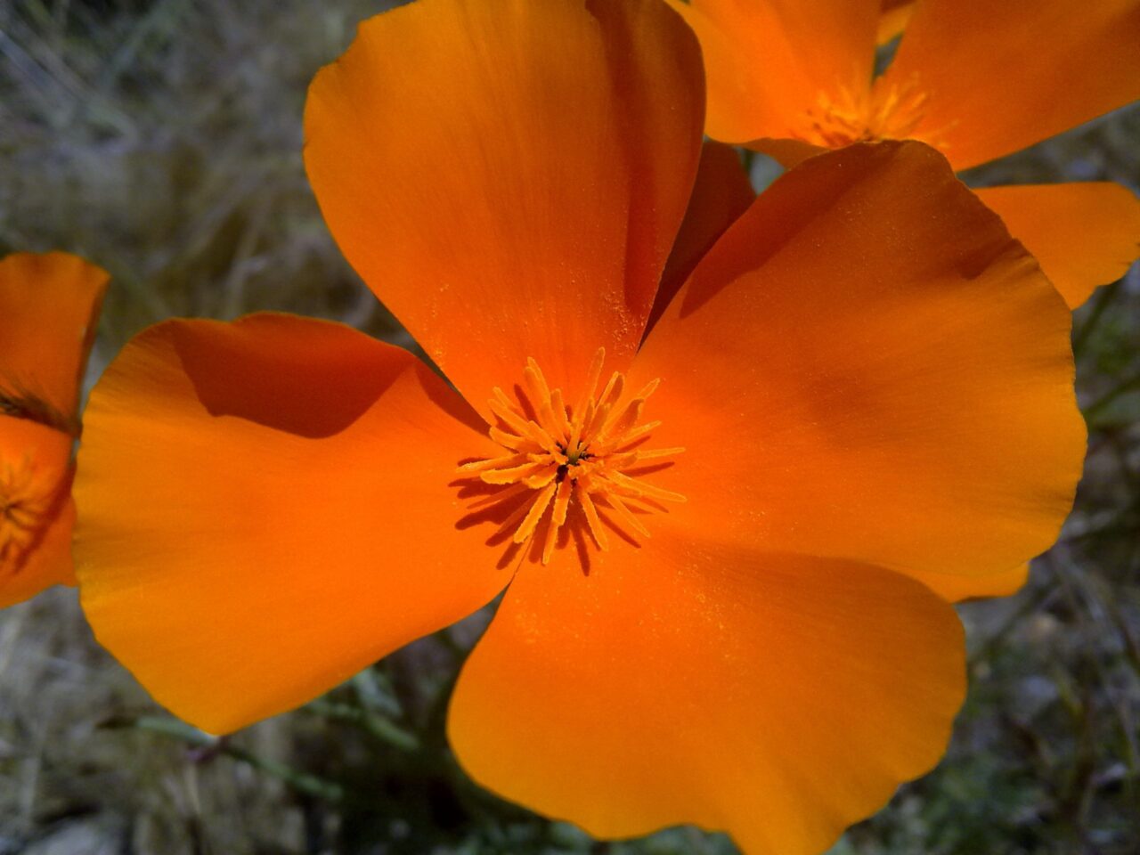 California Poppy Plant and Root Cut