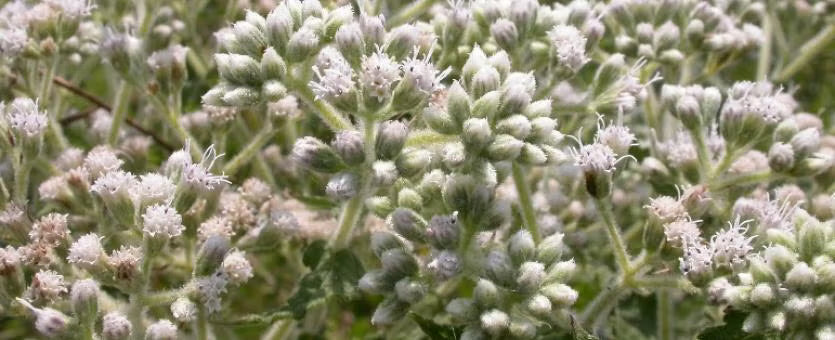 Common Boneset Herb Cut and Sifted Wild Harvested