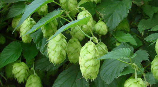 Hops Flowers Powder