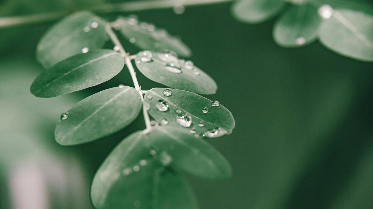 Moringa Leaf, c/s