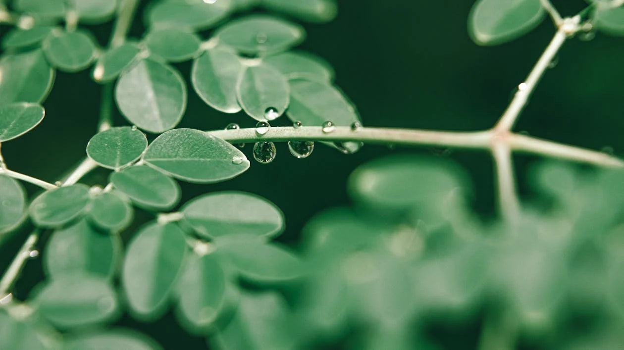 Moringa Leaf, c/s