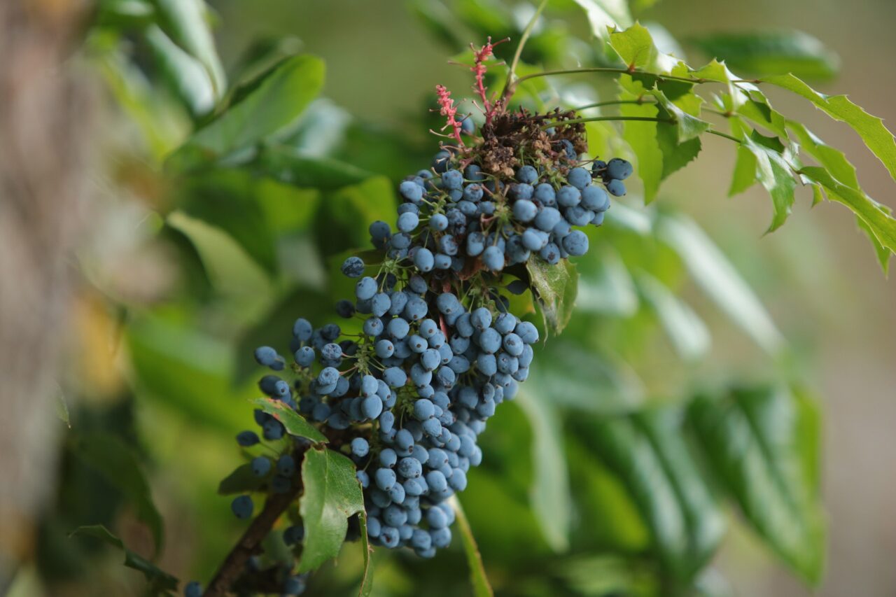 Oregon Grape Root Wild Crafted