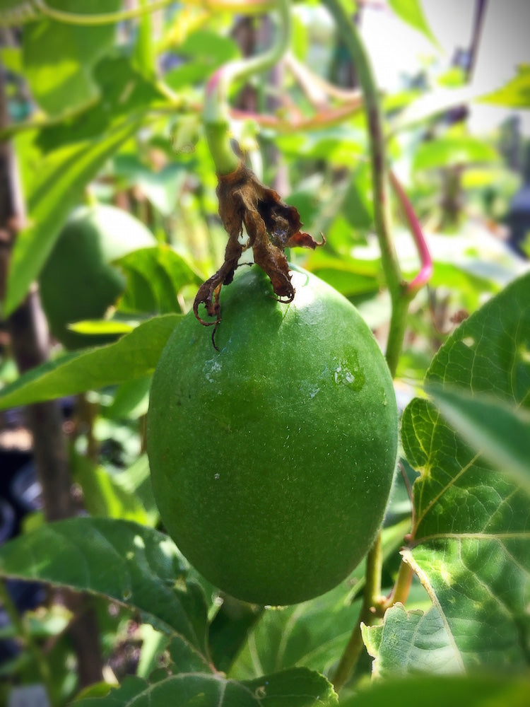 Passion Flower Herb Powder