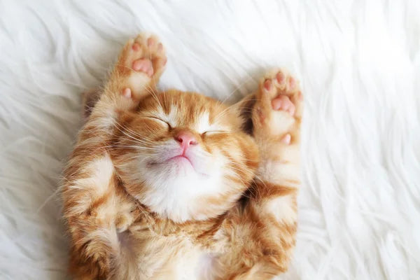 Rest & Refresh Sleep Blend