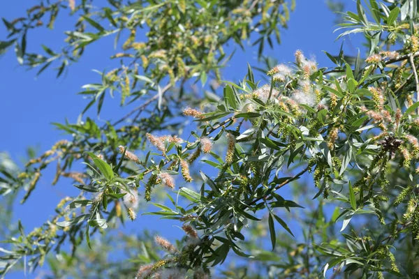 White Willow Bark Cut Wild crafted