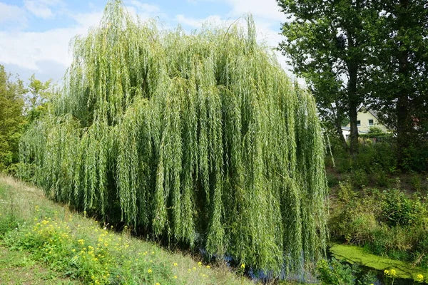 White Willow Bark Cut Wild crafted