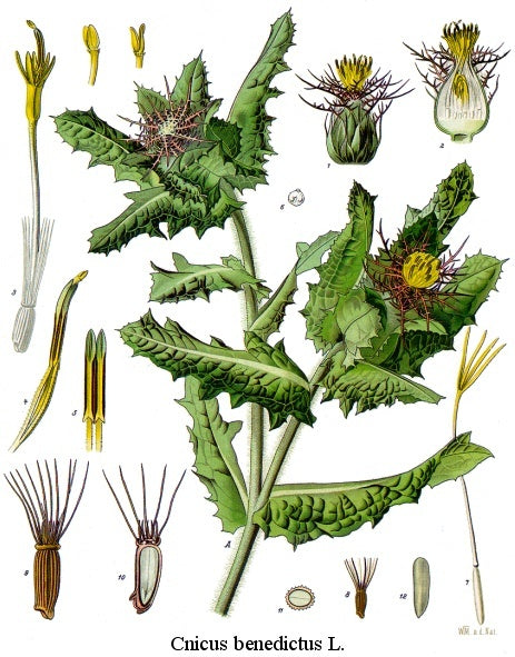 Blessed thistle cut & sifted