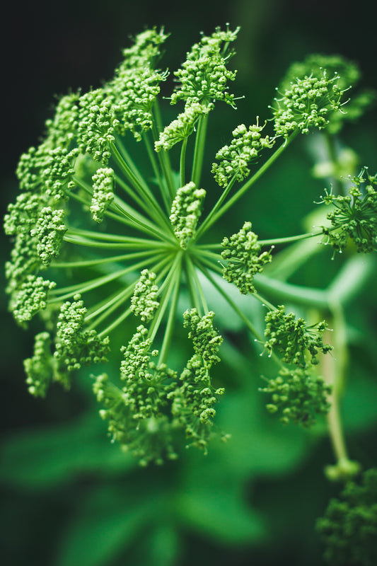 Angelica Root Cut and Sifted