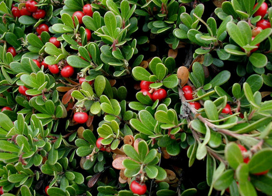 Uva Ursi leaf, whole wild crafted
