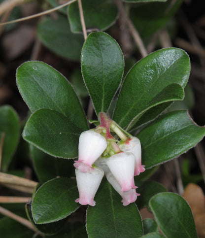 Uva Ursi leaf, whole wild crafted