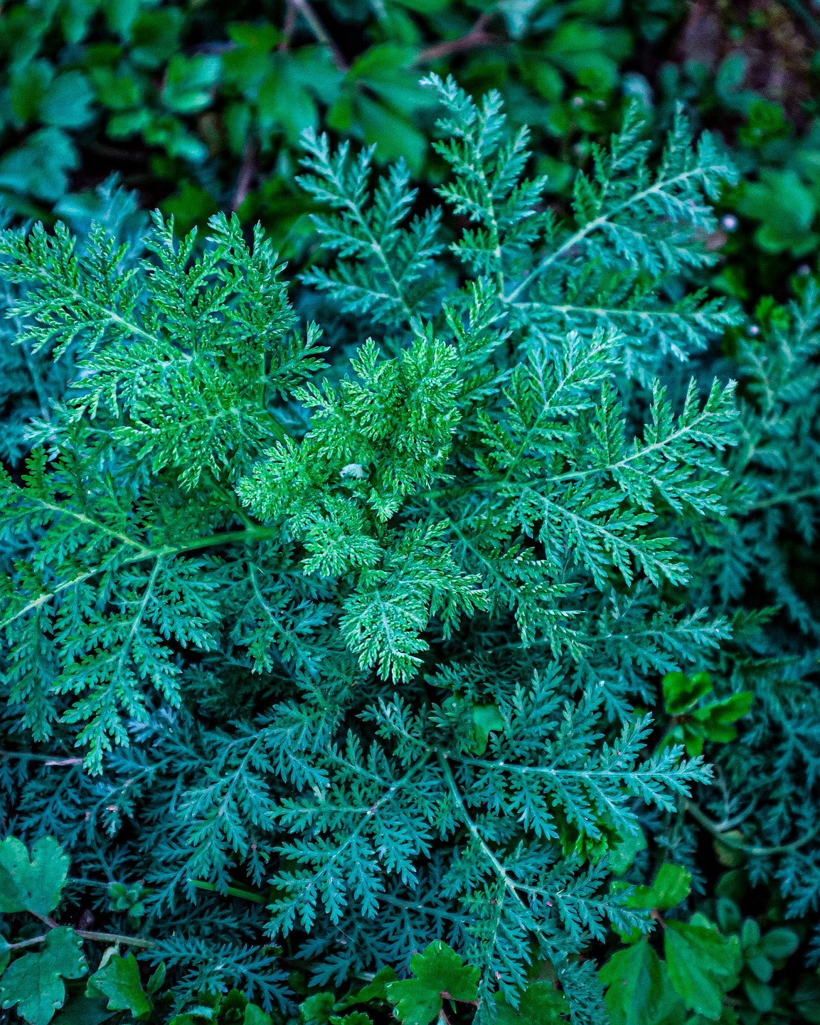 Sweet Annie Artemisia Annua Organic Powder