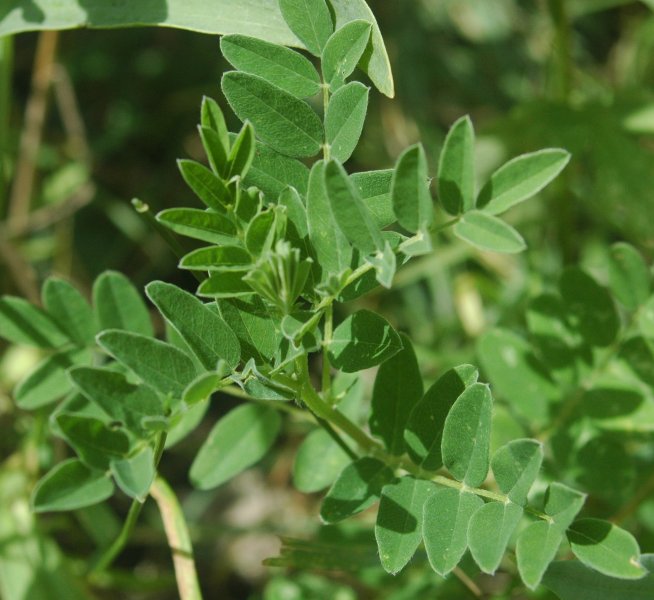 Astragalus Root Powder