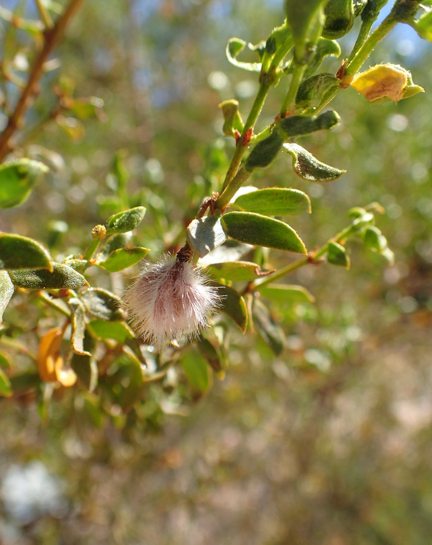 Chaparral Leaf Cut and Sifted Wild Crafted