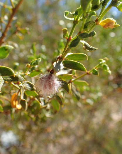 Chaparral Leaf Cut and Sifted Wild Crafted