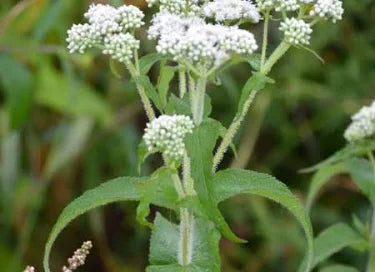 Common Boneset Herb Cut and Sifted Wild Harvested