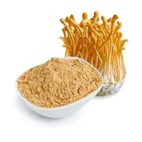 Mushroom Cordyceps powder organic